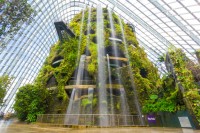 . In Cloud Forest veti fi uimiti de cea mai mare cascada de interior din lume care sa revarsa prin vegetatia luxurianta.