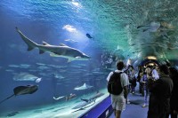 Acesta este cel mai mare acvariu din Europa, cu capacitatea de a adaposti 45.000 de creaturi vii din 500 de specii diferite