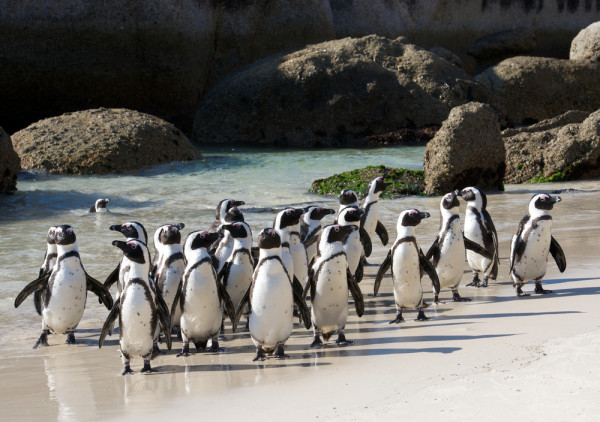 Vom vizita coloniile de pinguini de pe plaja Boulders-devenita atractia favorita a turistilor.