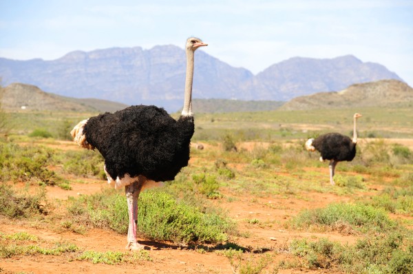 Incepem experientele din aceasta zona cu vizitarea unei ferme de struti urmata de un pranz cu delicatese specifice.