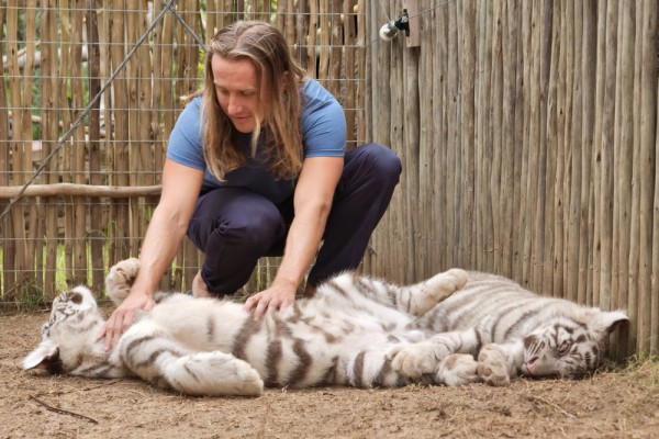 Ultima, dar poate si cea mai frumoasa experienta a zilei, va fi vizitarea fermei Cango Wildlife unde poti sta fata in fata cu gheparzii, cele mai rapide animale de uscat.