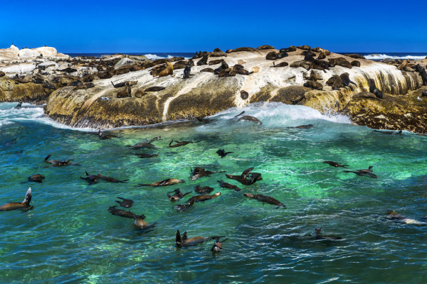 Daca vremea permite, vom face o croaziera catre Insula Focilor (Seals Island) pentru a admira aceste minunate mamifere marine.