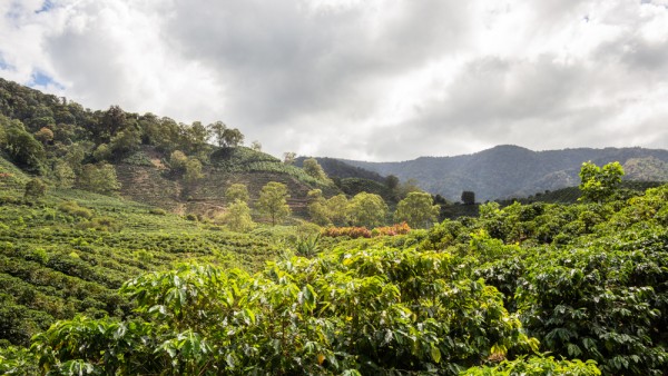 Veti incepe ziua cu Plantatia de cafea La Azotea, o experienta culturala si educativa completa