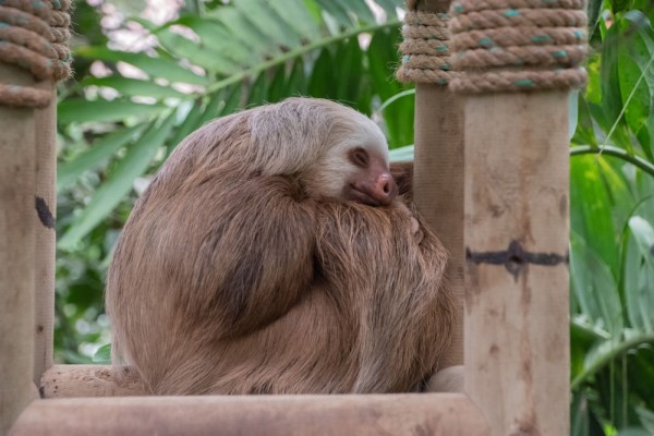 Pe drum veti face o pauza la Centrul de Reabilitare a Animalelor Salvate