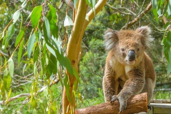 optional, Excursie la Phillip Island
