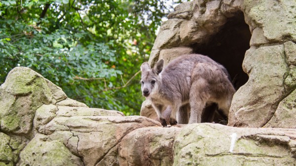 Vizitam pentru inceput, Featherdale Wildlife Park, un parc ce gazduieste peste 200 de specii native continentului