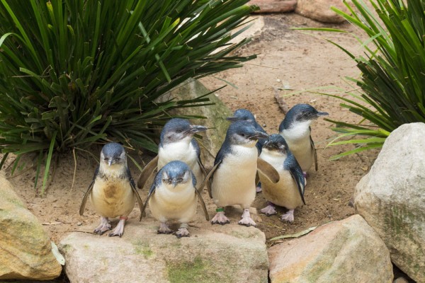 vom putea admira un adevarat spectacol al naturii - Parada Pinguinilor Pitici care se intorc seara la tarm dupa o intensa zi de pescuit