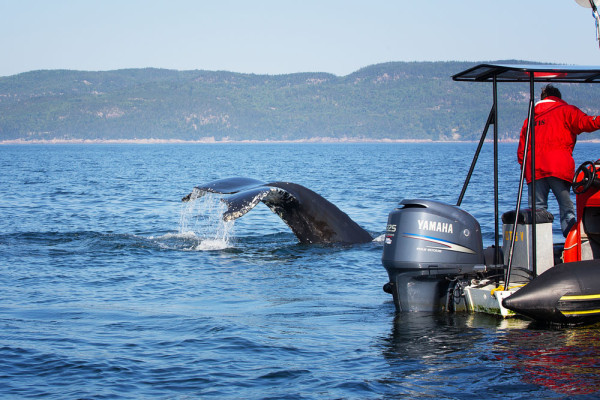 Excursie de o zi la Tadoussac-destinatia numarul unu pentru observarea balenelor din estul Canadei la confluenta raului Saguenay cu fluviul Sf. Laurentiu unde trei curenti submarini aduc o abundenta de plancton, hrana care atrage balenele.