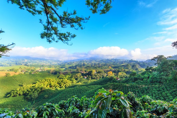 Pereira este inima vibranta a faimosului „Triunghi al Cafelei” din Columbia, un oras primitor, inconjurat de plantatii verzi si dealuri andine spectaculoase.