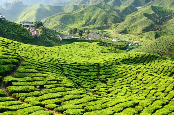 Plecam catre Cameron Highlands, cea mai mare zona de plantatii de ceai din Malaezia.