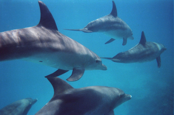 Delfini in Hurghada