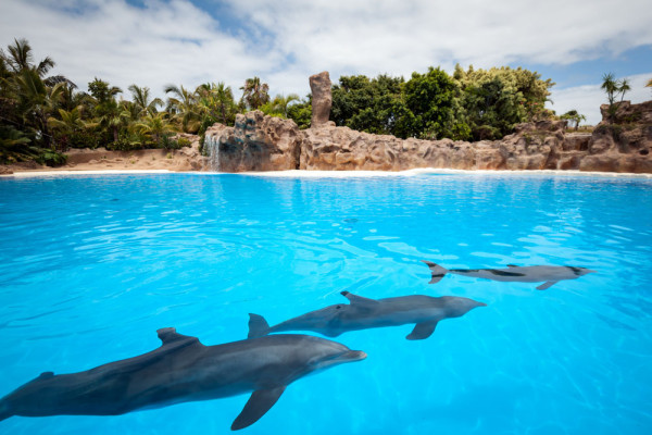 Delfini in Tenerife