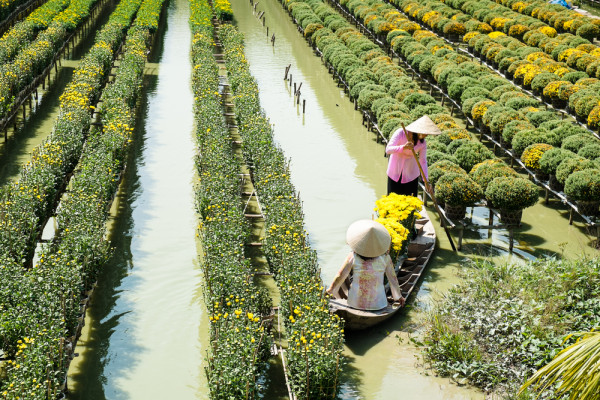 Delta Mekong, „Cosul cu orez” al Vietnamului, ofera un peisaj acvatic cu campuri verzi si sate aglomerate, traversate de canale inguste si animate.
