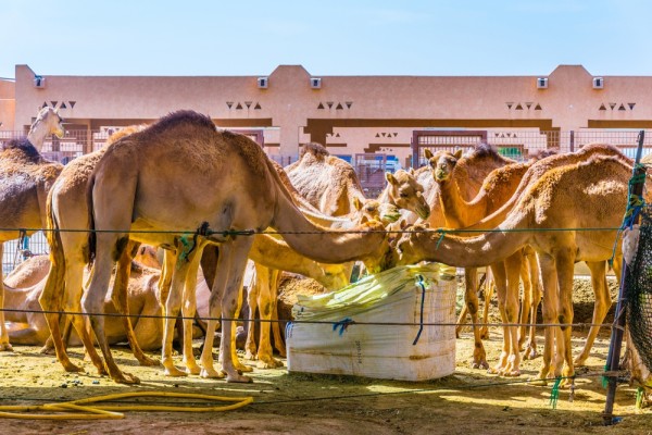 Vom vizita si Piata de curmale si pe cea de camile.