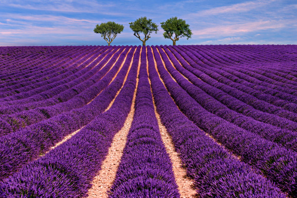 Franta Provence Lavanda