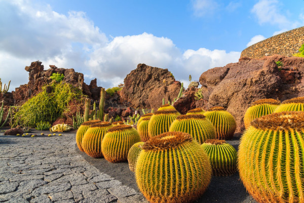 Insula Lanzarote Guatiza gradina cactusi tropicali