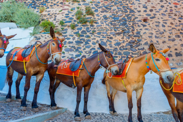 Insula Santorini magarusi de aprovizionare