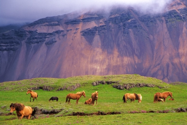 Bonus: vizitam o ferma de cai islandezi, unde servim o gustare de pranz