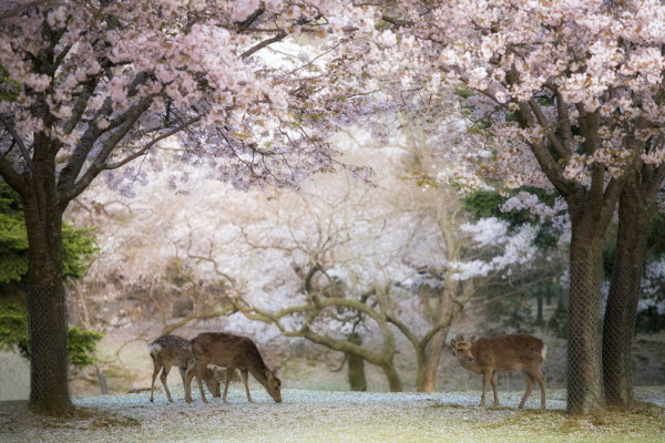 Ultima vizita in Nara este la Parcul de Caprioare. Caprioarele au ajuns in Japonia inaintea niponilor, traversand podurile ce legau insulele de continent in Era Glaciara.
