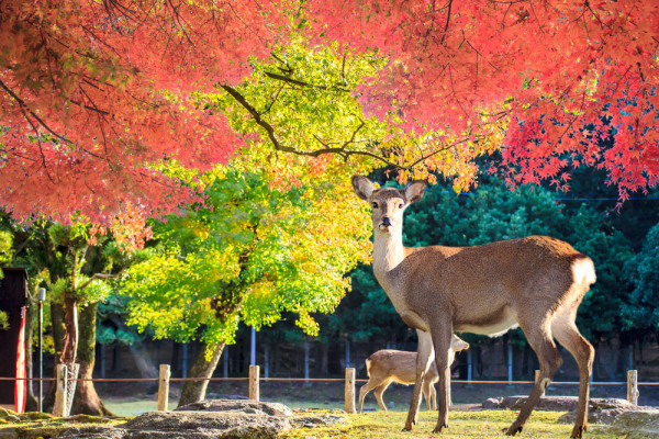 Vizitam apoi Parcul de Caprioare din Nara. Caprioarele au ajuns in Japonia inaintea niponilor, traversand podurile ce legau insulele de continent in Era Glaciara. Potrivit shintoismului, sunt considerate mesagere divine si populeaza zona Nara de secole.