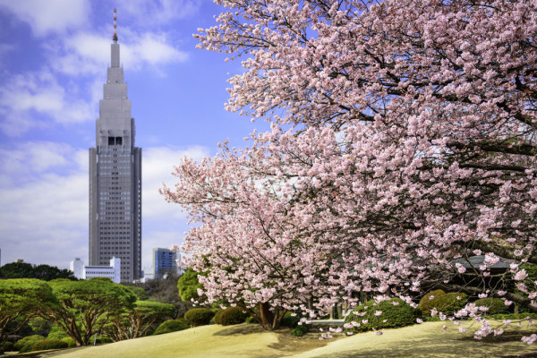 Tur de oras Tokyo de 1 zi cu autocar si ghid local. Incepem turul de astazi cu vizitarea Shinjuku Gyoen Park – vestit pentru ciresii sai in floare. Timp liber pentru vizita.