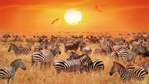Impreuna cu Parcul National Serengeti din Tanzania formeaza cel mai divers, incredibil si specatculos eco-sistem si cu siguranta una din destinatiile de top pentru safari.