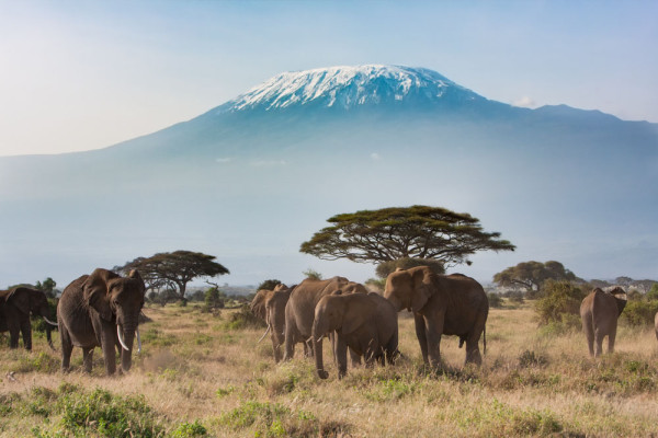 Parcul Amboseli - al doilea ca importanta din Kenya -  este renumit pentru coloniile de elefanti si vederile spectaculoase ale varfului Kibo, cel mai inalt pisc din masivul Kilimanjaro (5.895 m)