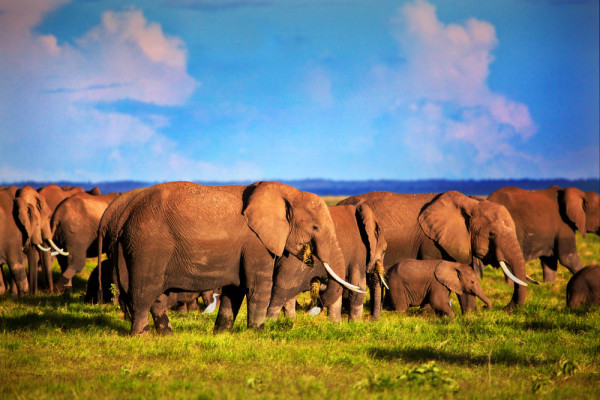 Mai este supranumit si „Curtea Regala de la Kilimanjaro” fiind unul dintre cele mai bune locuri din Africa pentru a vedea turmele de elefanti.