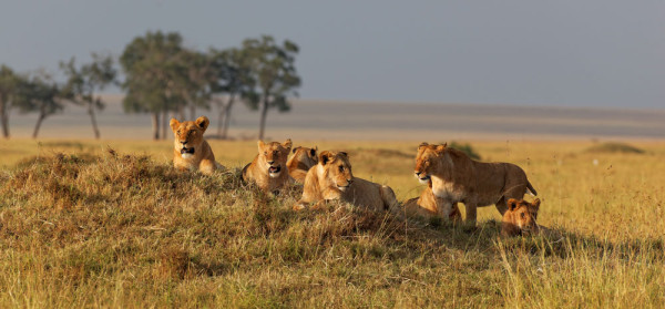 cu o diversitate de peisaj in care se gasesc peste  95 de specii de mamifere si peste 570 specii inregistrate de pasari. Numit si  ”World Cup of Wildlife”