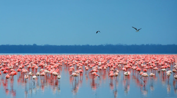 Cunoscut si sub denumirea de \"Paradisul Iubitorilor de Pasari\" Parcul National Nakuru se afla la baza vaii Marelui Rift, inconjurat de pasuni si padure.