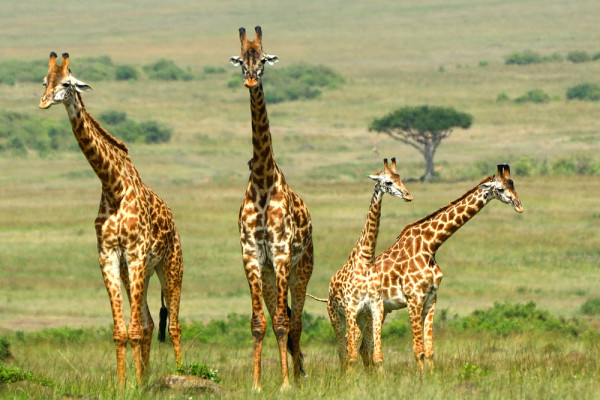 Dupa-amiaza continuam safariul in parcul national.