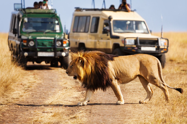 Dupa-amiaza primul game drive in Masai Mara. Masai Mara este situat in sud-vestul Kenyei si este una din cele mai mari Rezervatii naturale din Africa.