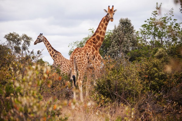 vom putea interactiona cu girafele de la  Giraffe Centre–centru de conservare a girafelor Rotschild