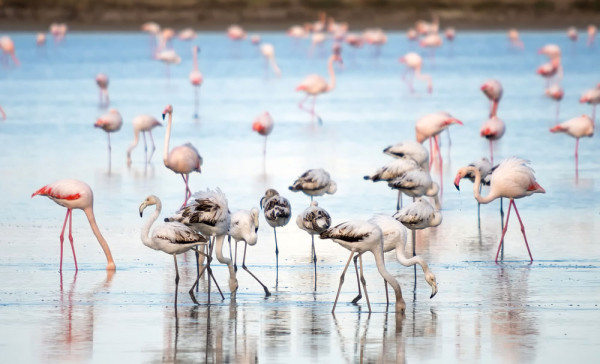 Larnaca Lacul sarat Flamingo