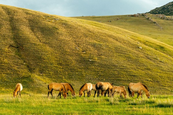 Caii salbatici Przewalski, mici rozatoare ca gerbili si pikas, vulturi sau capre ibex sunt doar cateva dintre frumusetile naturii pe care le intanim aici