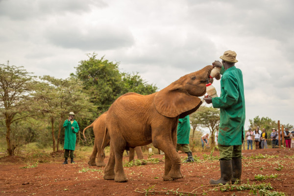 Dimineata ne deplasam in Nairobi National Park, la Orfelinatul de elefanti Daphne Sheldrick