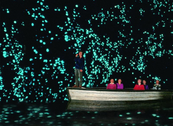Punctul culminant este plimbarea cu barca prin spectaculoasa Pestera a Licuricilor–Glow Worm Grotto. Licuricii din Noua Zeelanda reprezinta o specie diferita de cei din Europa si America sau de carabusi.