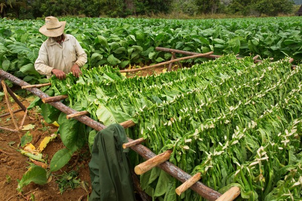 Ne vom imbarca in autocar si ne indreptam catre Valea Vinales, locul unde este cultivat tutunul pentru renumitele tigari cubaneze.