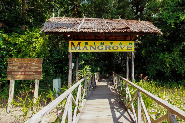 Daca sunteti pasionat de natura, atunci va invitam sa descoperiti Padurea de Mangrove intr-un eco-tur cu barca
