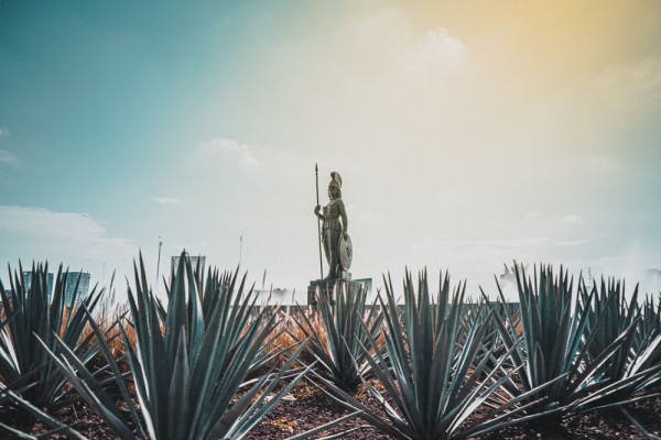 si vedem campurile unde se cultiva agavele albastre – plantele din care se obtine tequila