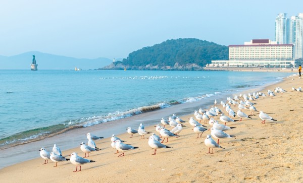 Ne indreptam apoi catre plaja Haeundae, cea mai celebra plaja din Coreea de Sud