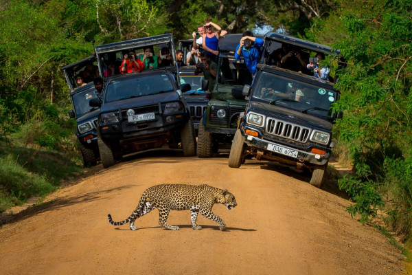 Dupa-amiaza aveti programat safari cu jeep-ul in Parcul National Yala, al doilea ca marime si cel mai vizitat din insula