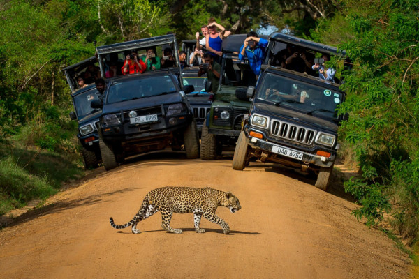 Dupa-amiaza aveti programat safari cu jeep-ul in Parcul National Yala, al doilea ca marime si cel mai vizitat din insula