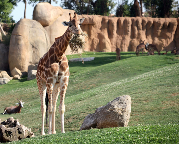 Spania Valencia Bioparc