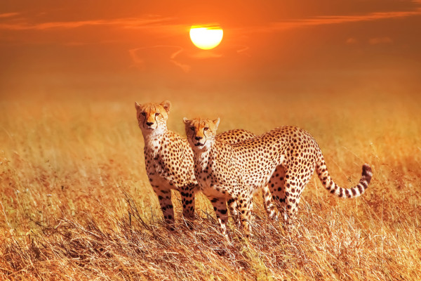 Parcul National Serengeti este unul dintre cele mai mari si cele mai recunoscute parcuri nationale de pe planeta.