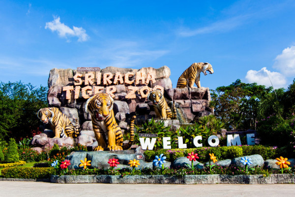 Excursia continua spre Bangkok cu vizita la Gradina zoologica de tigri Sriracha si cea mai mare Ferma de Crocodili din lume.