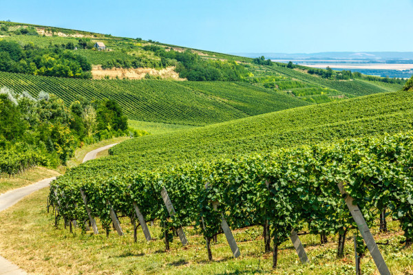 Continuam excursia de astazi cu o vizita in zona viticola Villany cu degustare de vin si pranz inclus. 