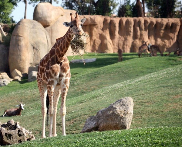 Adulti si copii deopotriva, va recomandam cu caldura si o vizita la Valencia Bioparc